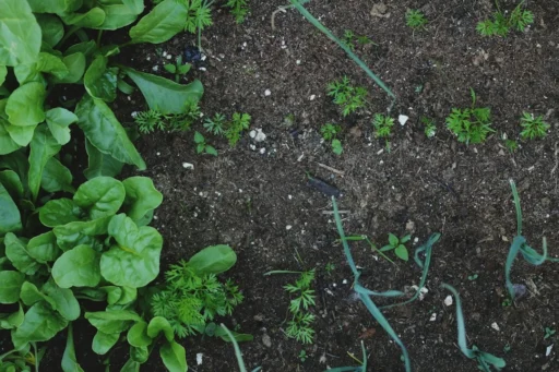 Green vegetables growing in a compact raised garden bed