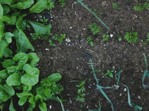 Green vegetables growing in a compact raised garden bed
