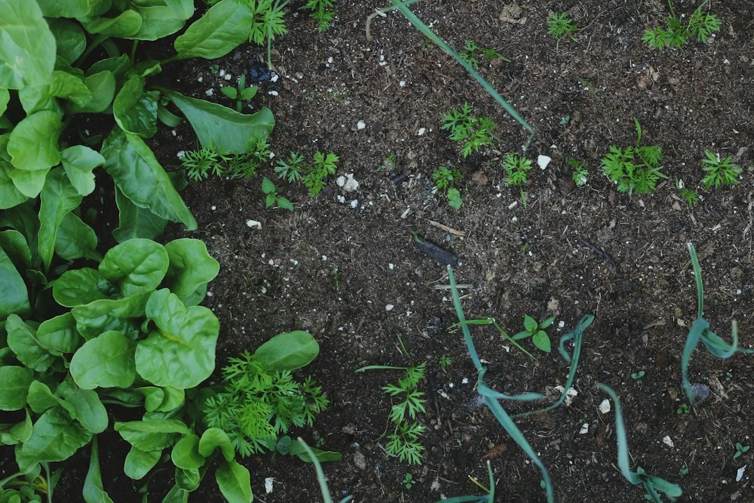 Green vegetables growing in a compact raised garden bed