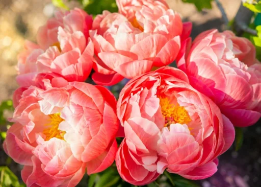 Pink peony flowers blooming among green foliage