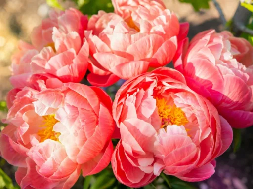 Pink peony flowers blooming among green foliage