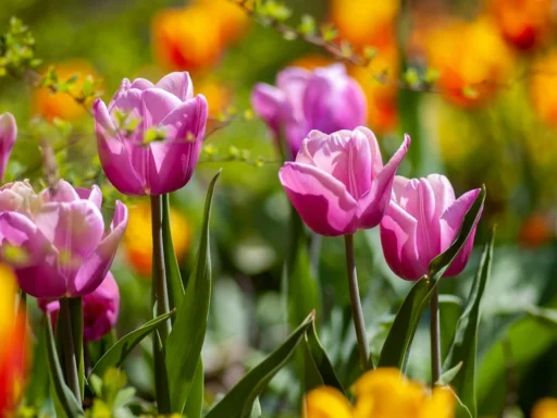 Pink tulips blooming together in a sunny spring garden
