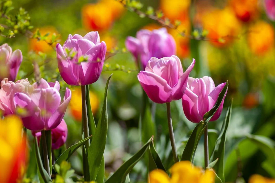 Pink tulips blooming together in a sunny spring garden