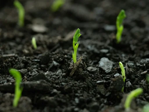Small green seedlings emerging from dark garden soil