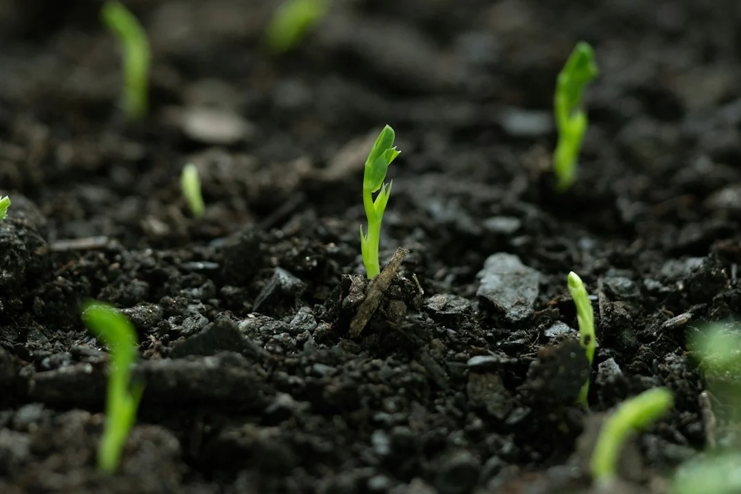 Small green seedlings emerging from dark garden soil