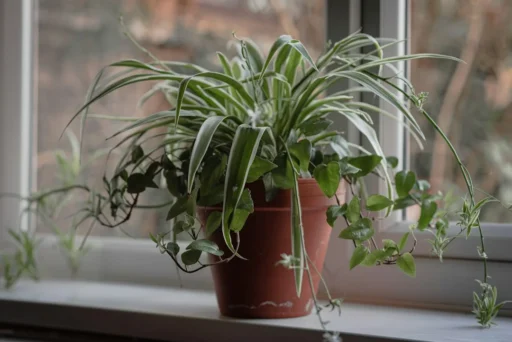 Spider plant in a pot on a bright indoor windowsill