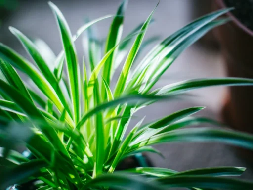 Spider plant with long green and white leaves indoors