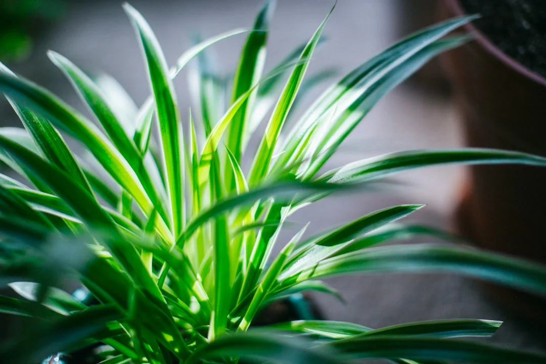 Spider plant with long green and white leaves indoors