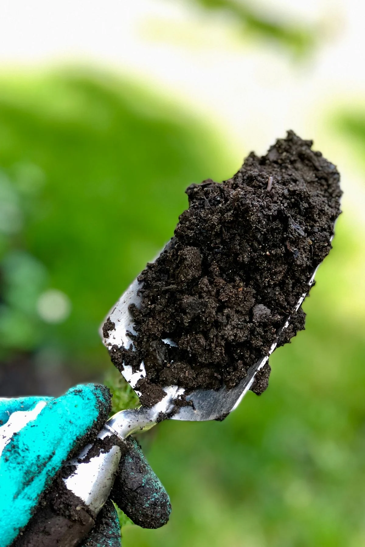 Gloved hand holding a trowel filled with soil