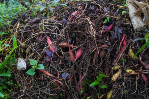 Compost pile containing leaves and plant roots