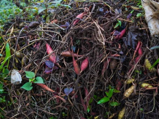 Compost pile containing leaves and plant roots