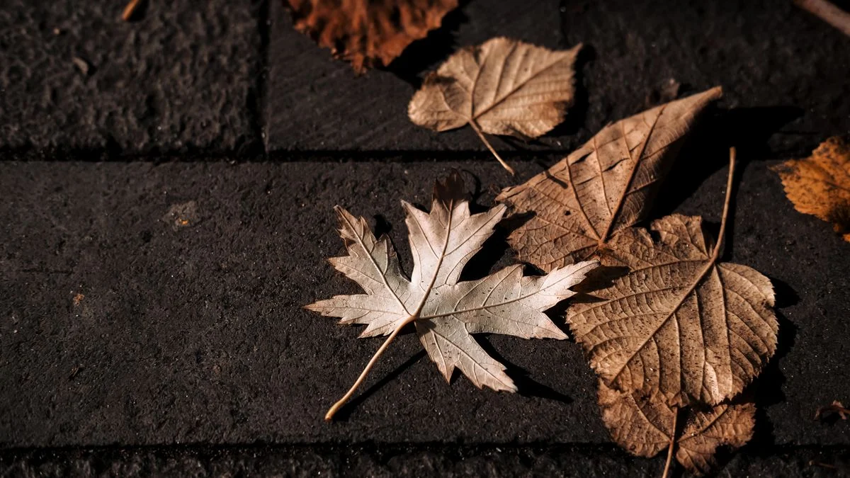 Dry brown fallen leaves resting on dark paving stones before fall cleanup