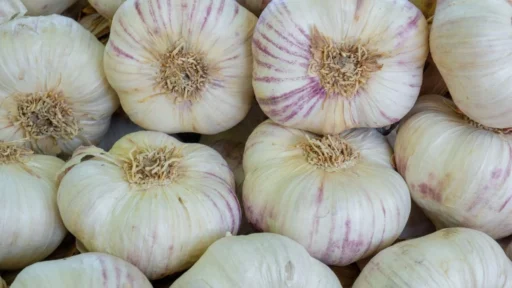Purple-striped garlic bulbs and separated cloves ready for planting