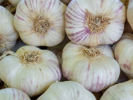 Purple-striped garlic bulbs and separated cloves ready for planting