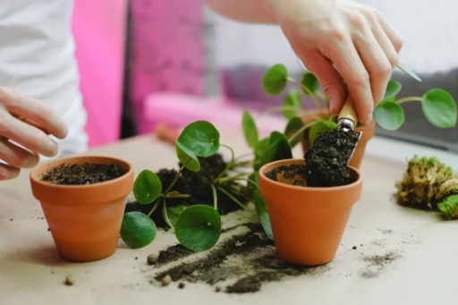 Hands repotting a houseplant into a terracotta pot