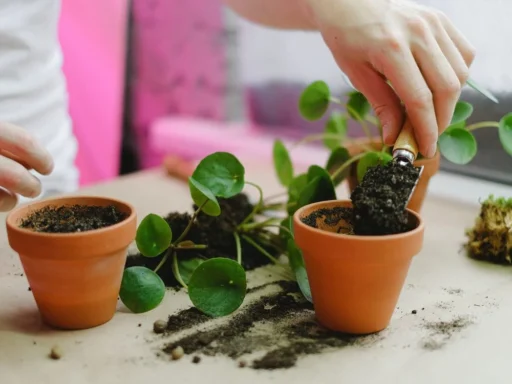 Hands repotting a houseplant into a terracotta pot