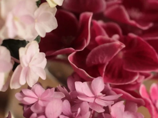 Pink hydrangea flower clusters in bloom