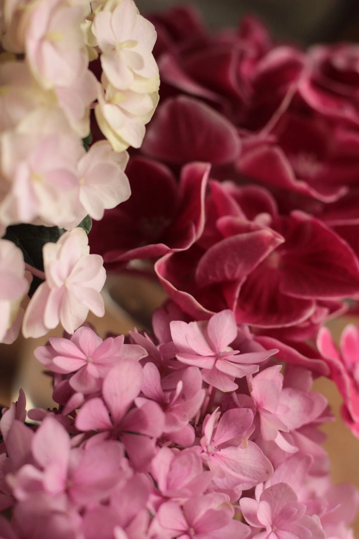 Pink hydrangea flower clusters in bloom
