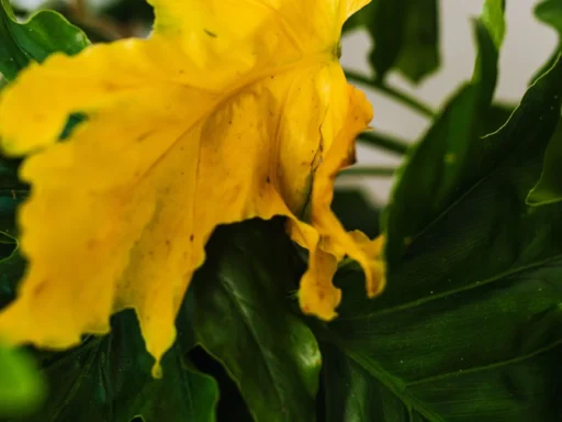 Yellowing houseplant leaf among healthy green foliage
