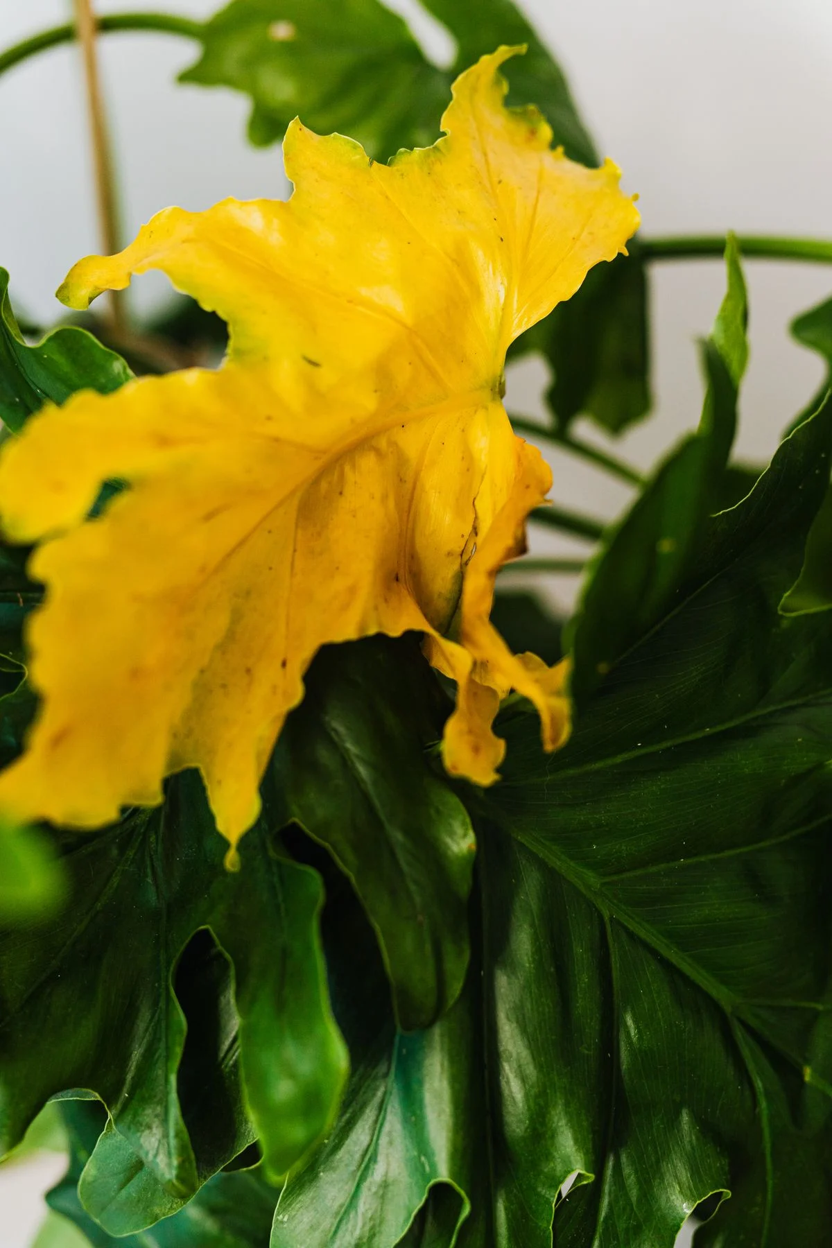 Yellowing houseplant leaf among healthy green foliage