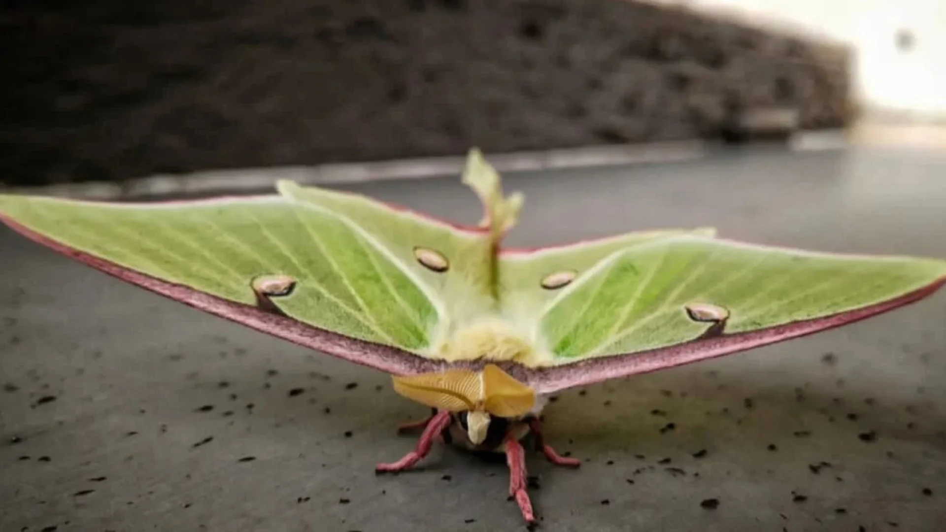 Do Luna Moths Eat as Adults, or Do They Only Feed as Caterpillars?