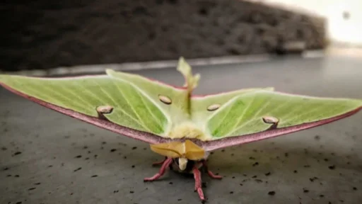 Do Luna Moths Eat as Adults, or Do They Only Feed as Caterpillars?